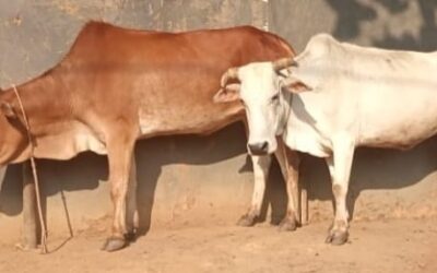 Hindu man’s beloved two cows missing for ten days miraculously restored in Jesus’ name. He accepts Jesus Christ.